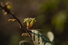 Taxillus tomentosus